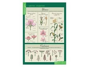 Набор таблиц «Биология 6 класс» — 14 шт.