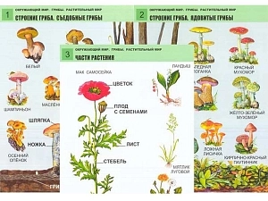 Комплект плакатов Окружающий мир: Грибы и растения, A1
