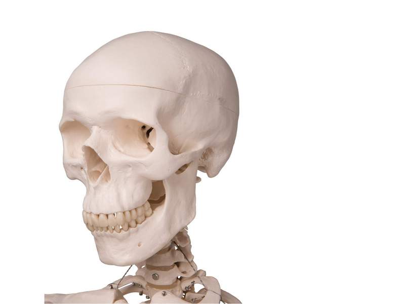 Модель скелета