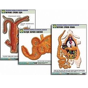 Комплект таблиц по биологии. Курс «Животные» (20 шт. 550х850мм) ламинированные.