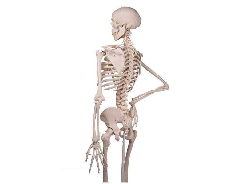 Модель скелета