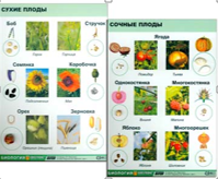 Коллекция "Семена и плоды"
