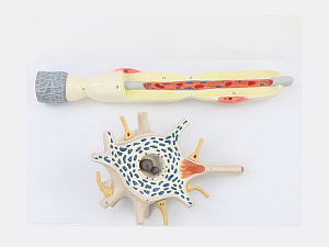 Модель нейрона человека, пластиковая