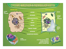 Стенд Строение животной и растительной клеток