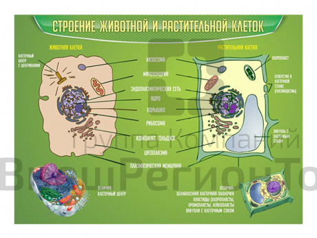 Стенд Строение животной и растительной клеток.