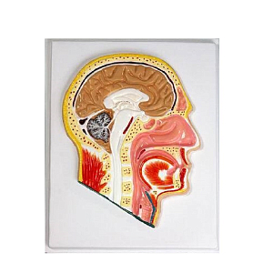 Барельефная модель «Сагиттальный разрез головы» для школы