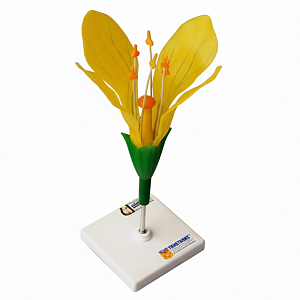 Модель цветка капусты