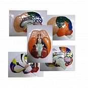 Модель барельефная "Доли, извилины, цитоархитектонические поля головного мозга" (5 планшетов) 