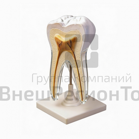 Модель строения зуба.