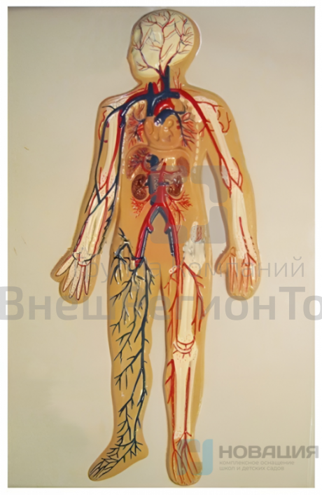 Модель барельефная "Кровеносная система человека".