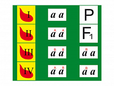 Модель-аппликация "Генетика групп крови"
