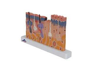 Модель сечения кожи