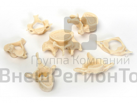 Позвонки (набор из 7 штук).