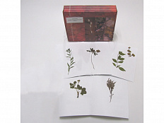 Гербарий "Медоносные растения"