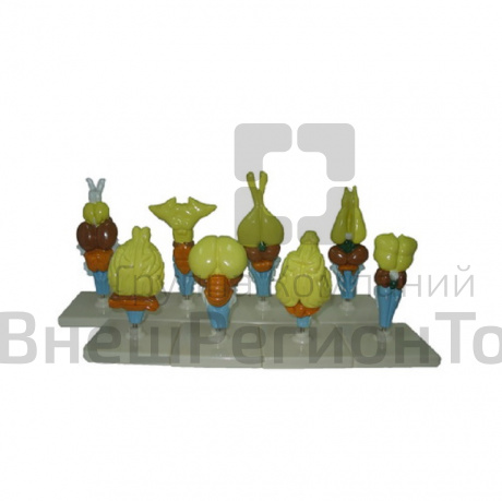 Комплект моделей "Строение мозга позвоночных" (5 шт.).