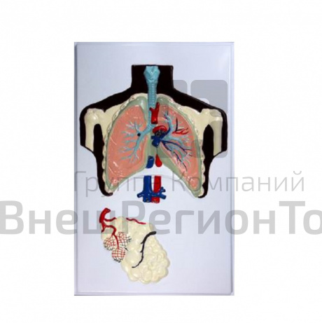 Модель барельефная Строение легких.