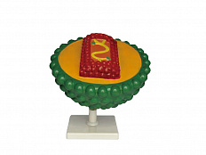 Модель "Вирус СПИДа"