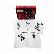 Гербарий "Медоносные растения"