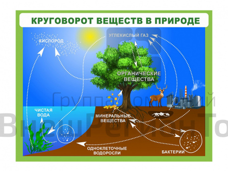 Стенд Круговорот веществ.