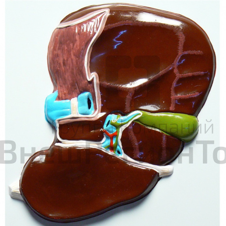 Модель барельефная "Печень" (висцеральная поверхность).