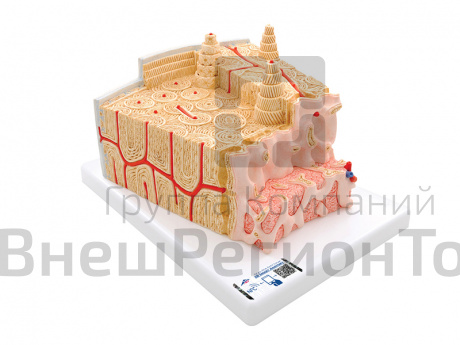 Модель структуры кости.