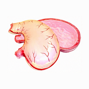 Модель желудка в разрезе