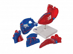 Модель сердца на магнитах, в натуральную величину