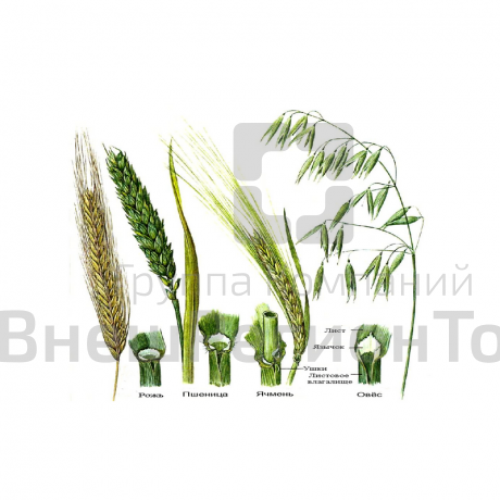 Комплект гербариев "Систематика растений".