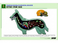 Рельефная таблица Внутреннее строение собаки, А1