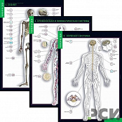 Комплект таблиц "Строение тела человека" (10 шт.+ 80 карточек)