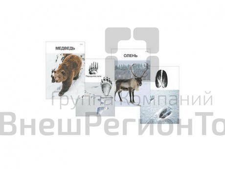 Комплект дидактических карточек "Следы на снегу".