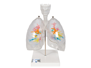 Модель гортани с бронхиальным деревом и прозрачными легкими