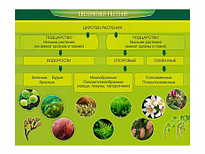 Стенд Систематика растений