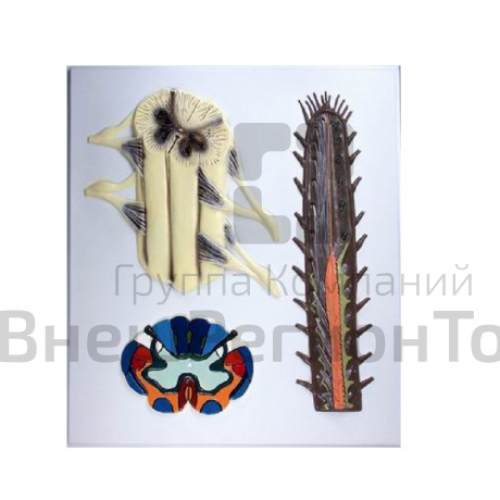 Модель барельефная "Строение спинного мозга" .