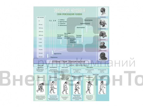 Стенд Эволюция человека, 80х100 см.