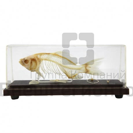 Модель Скелет рыбы.