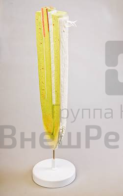 Модель строения корня.