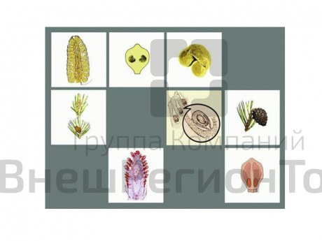 Модель "Размножение сосны".