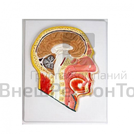 Модель барельефная "Сагиттальный разрез головы".