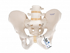 Модель скелета мужского таза