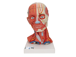 Модель мускулатуры головы и шеи, 5 частей