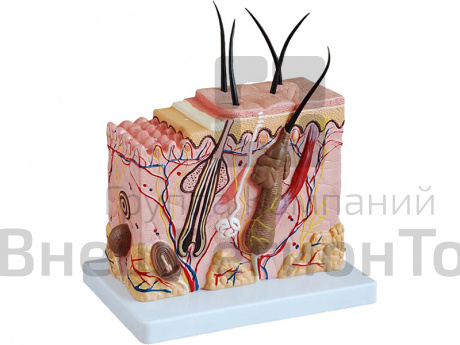 Модель "Кожа человека".