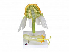 Модель цветка ромашки