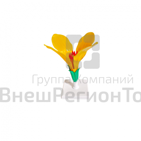 Модель "Цветок капусты".