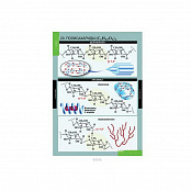 Таблицы "Химия 10-11 класс" (20 табл.)