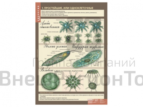 Набор таблиц "Биология 7 класс. Животные" 12 шт..
