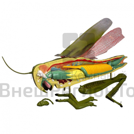 Модель "Кузнечик".