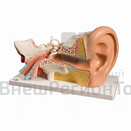 Модель уха.