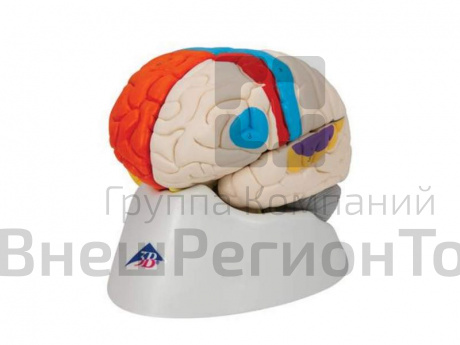 Нейро-анатомическая модель мозга.