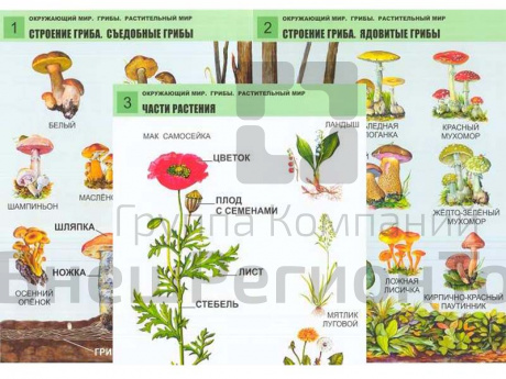 Комплект таблиц Окружающий мир. Грибы. Растительный мир 12 шт..